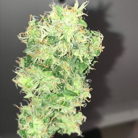 Zkittlez Express growlog timeline photo