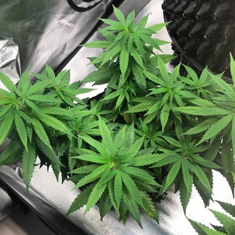 Cheese growlog timeline photo