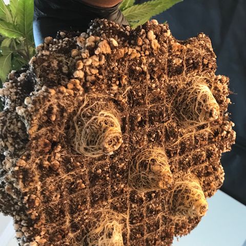 Cheese growlog photo: Pós transplante 