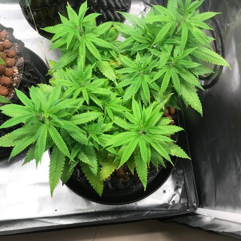 Amnesia Haze growlog photo: Pós transplante 