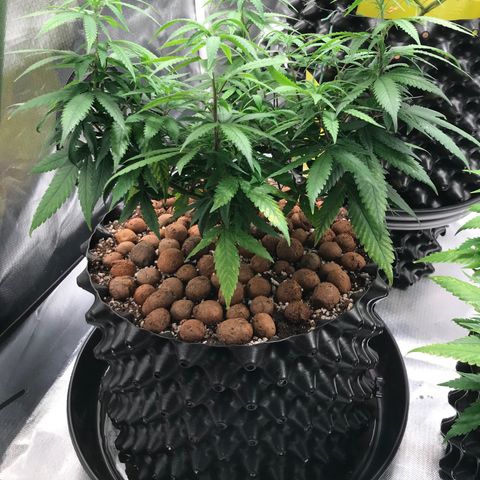 Cheese growlog photo: Pós transplante 
