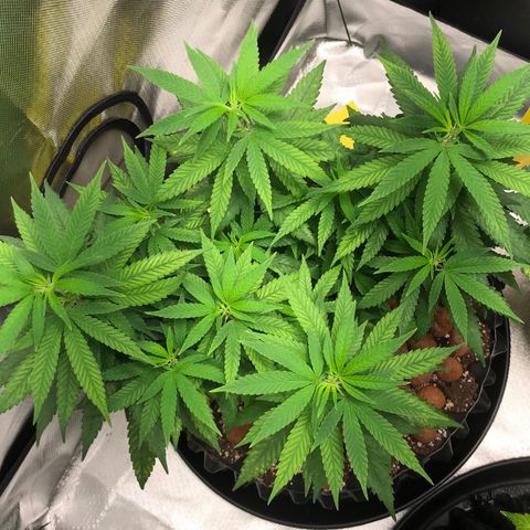 Cheese growlog timeline photo