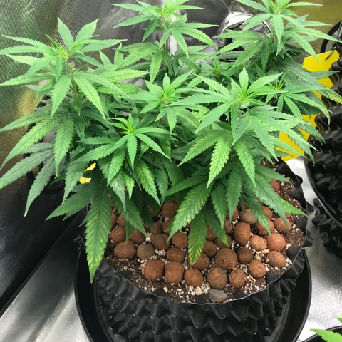 Cheese growlog timeline photo