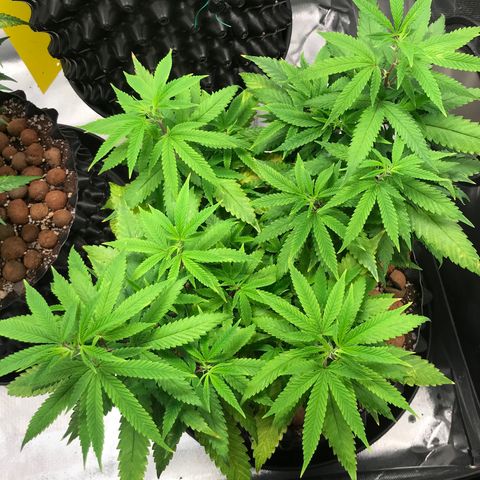 Amnesia Haze growlog timeline photo