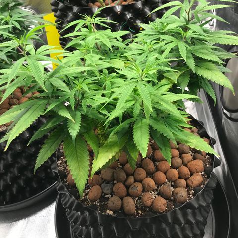 Amnesia Haze growlog timeline photo