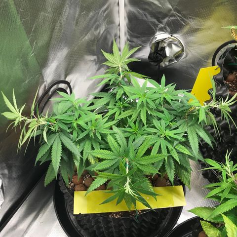 Cheese growlog timeline photo