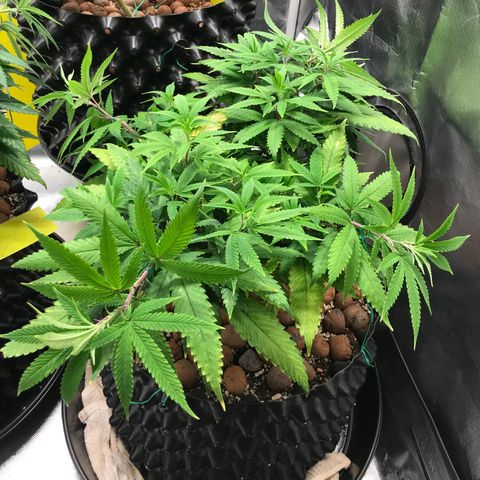 Amnesia Haze growlog timeline photo
