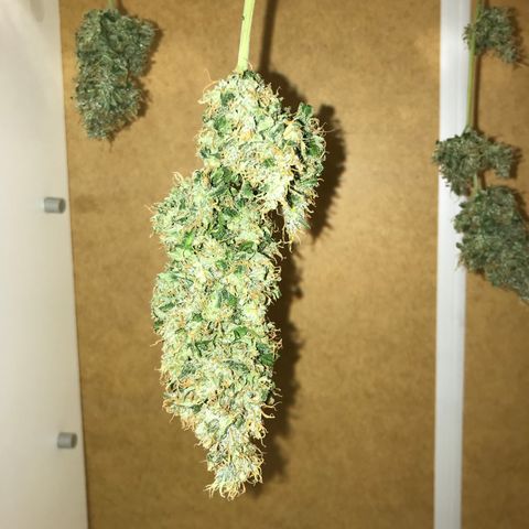 Zkittlez Express growlog timeline photo