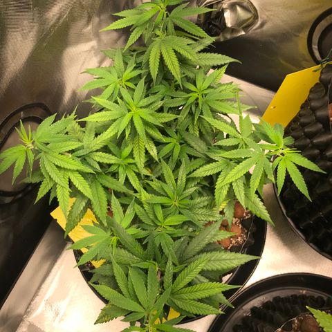 Cheese growlog timeline photo