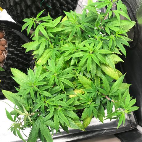 Amnesia Haze growlog timeline photo