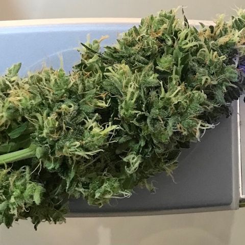 Zkittlez Express growlog photo: Após trima - 21,9g