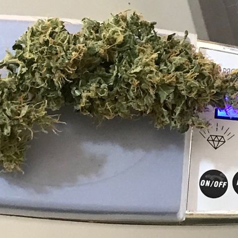 Zkittlez Express growlog timeline photo