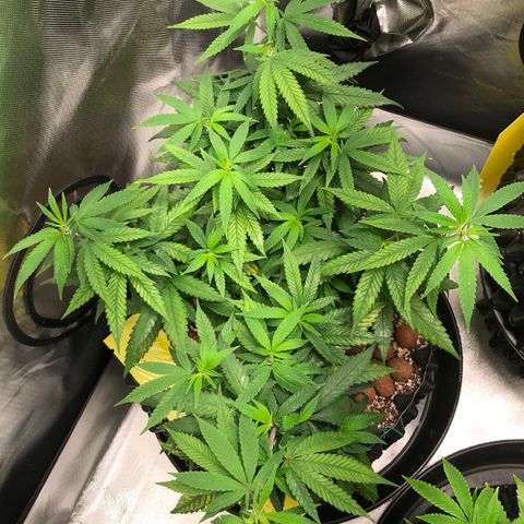 Cheese growlog timeline photo