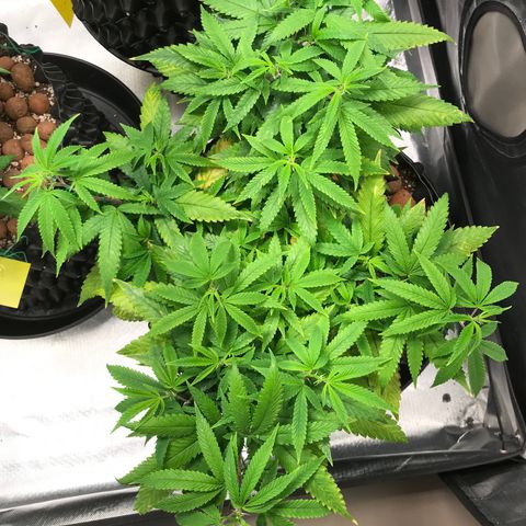 Amnesia Haze growlog timeline photo