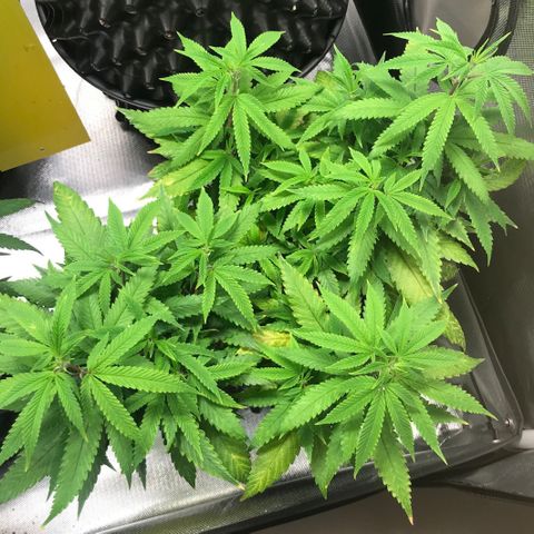 Amnesia Haze growlog timeline photo