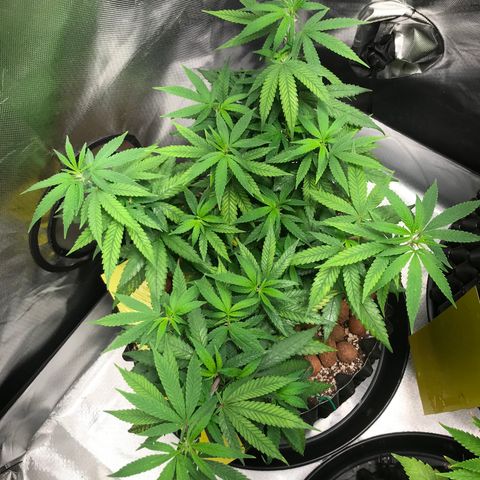 Cheese growlog timeline photo