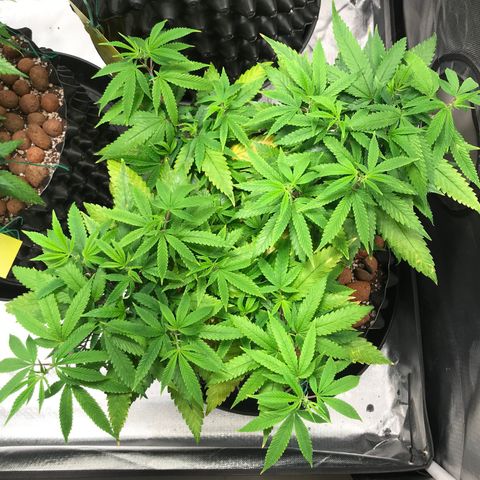 Amnesia Haze growlog timeline photo