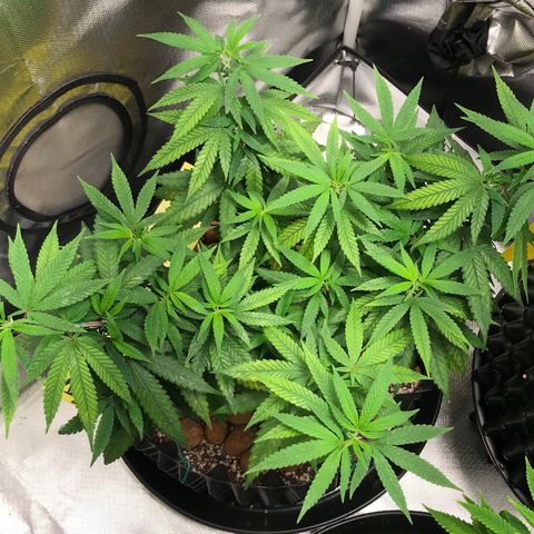 Cheese growlog timeline photo