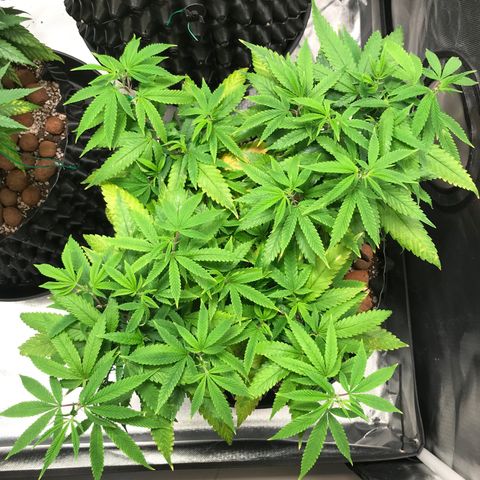 Amnesia Haze growlog timeline photo