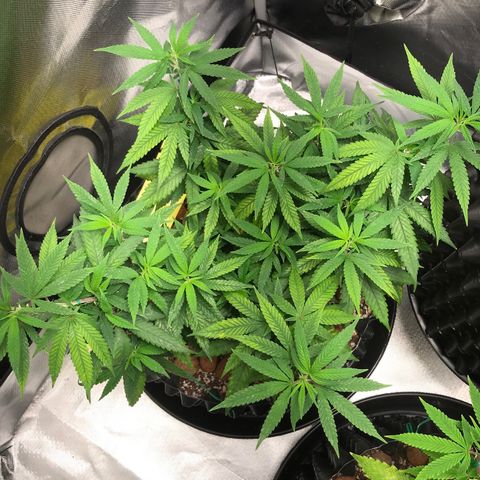 Cheese growlog timeline photo