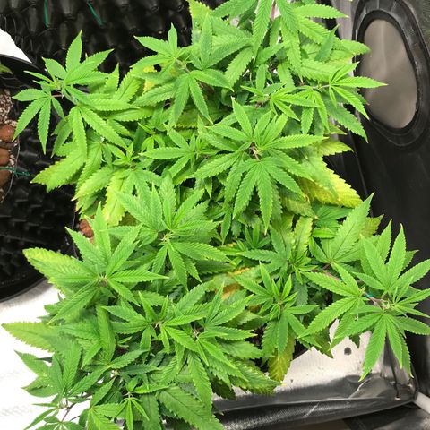 Amnesia Haze growlog timeline photo