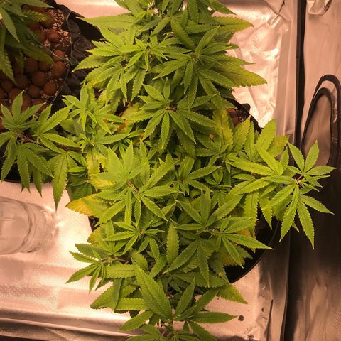 Amnesia Haze growlog timeline photo