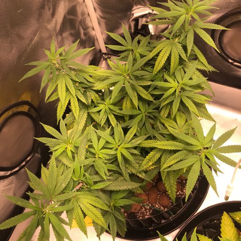Cheese growlog timeline photo