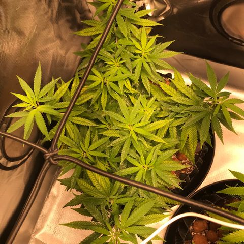 Cheese growlog timeline photo