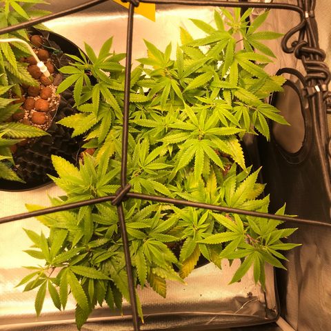 Amnesia Haze growlog timeline photo