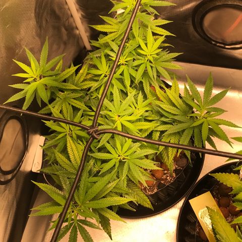 Cheese growlog timeline photo