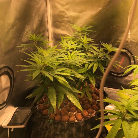 Cheese growlog timeline photo