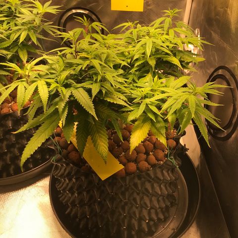 Amnesia Haze growlog timeline photo