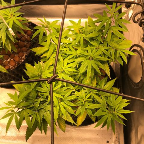 Amnesia Haze growlog timeline photo