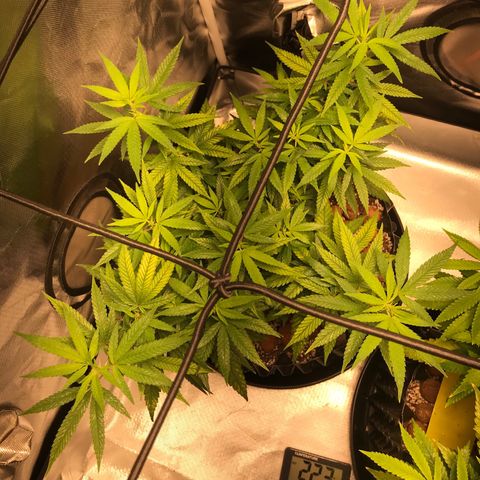 Cheese growlog timeline photo