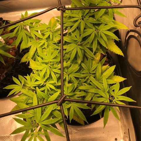 Amnesia Haze growlog timeline photo