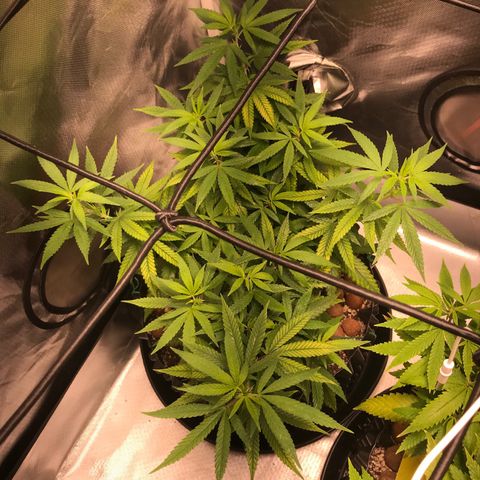 Cheese growlog timeline photo