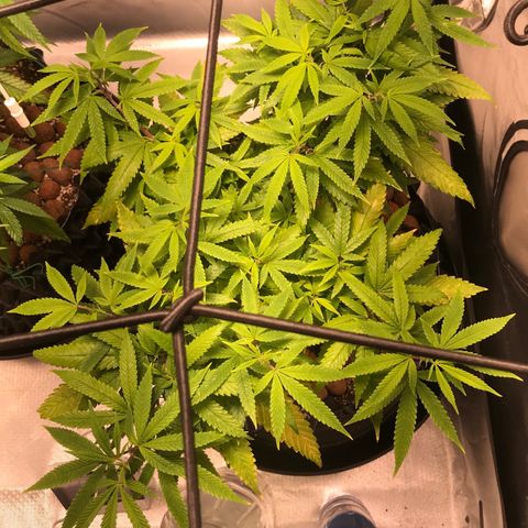 Amnesia Haze growlog timeline photo