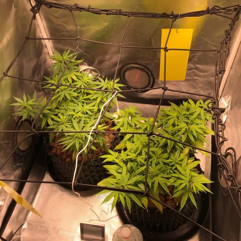 Amnesia Haze growlog timeline photo