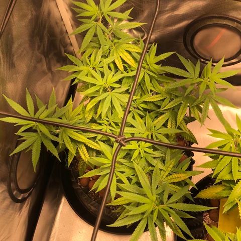 Cheese growlog timeline photo