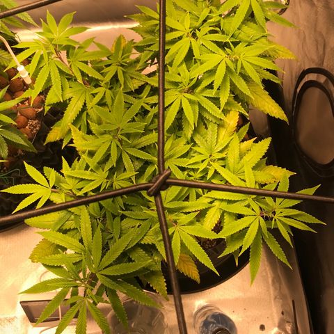 Amnesia Haze growlog timeline photo
