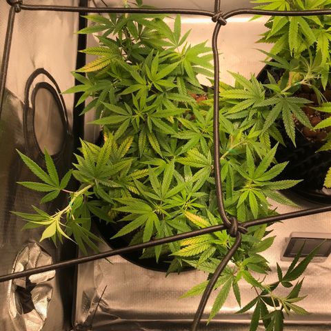 Cheese growlog timeline photo