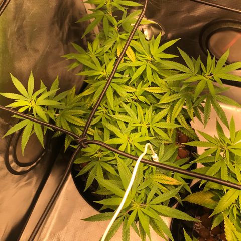 Cheese growlog timeline photo