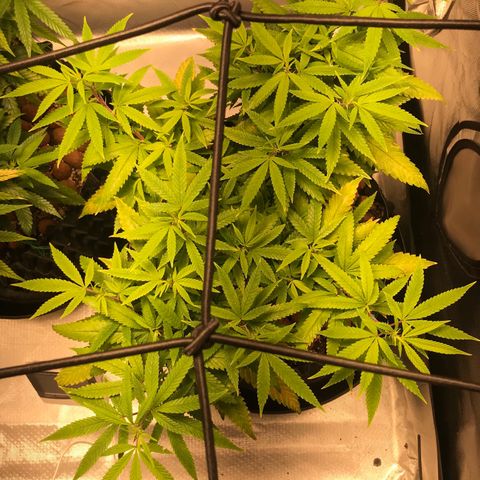 Amnesia Haze growlog timeline photo