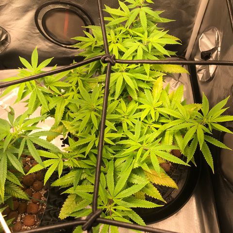 Amnesia Haze growlog timeline photo