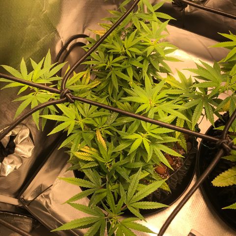 Cheese growlog timeline photo