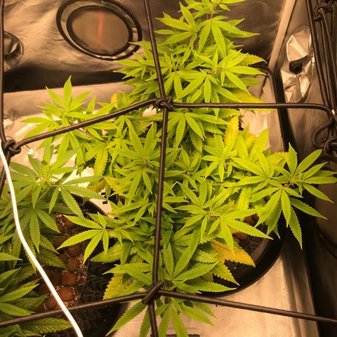 Amnesia Haze growlog timeline photo