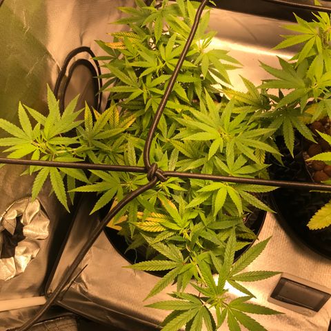 Cheese growlog timeline photo