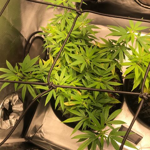 Cheese growlog timeline photo