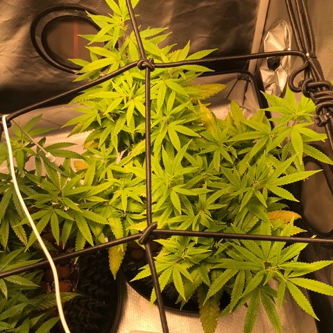 Amnesia Haze growlog timeline photo