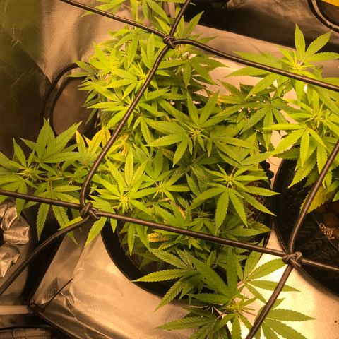 Cheese growlog timeline photo